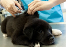 A dog receiving vaccinations from a vet A dog receiving vaccinations from a vet