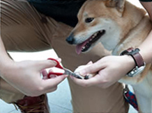 Owner cutting a dog's nail