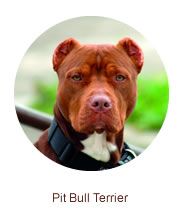 Pit Bull Terrier Pit Bull Terrier