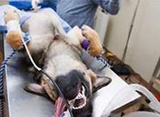 A large dog on an operation table