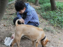 Dog owner cleaning dog's droppings Dog owner cleaning dog's droppings