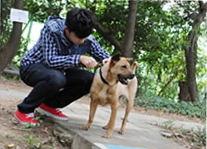 When leaving country park,dog owner put on leash for dog When leaving country park,dog owner put on leash for dog
