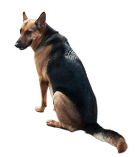 A large dog A large dog