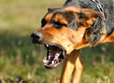 An aggressive dog