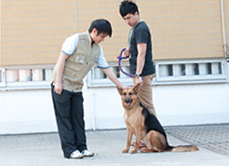 Stranger trying to pat the dog on its head