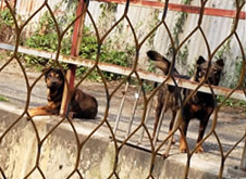 Dogs on construction site Dogs on construction site
