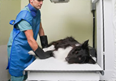 A dog on an operation table being sterilized by a vet A dog on an operation table being sterilized by a vet