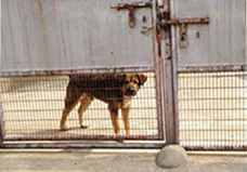 Mongrel behind fence on construction site Mongrel behind fence on construction site