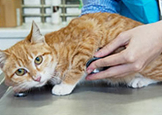 A vet examining a cat