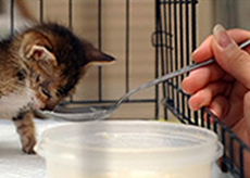 A pet owner taking care of a kitten