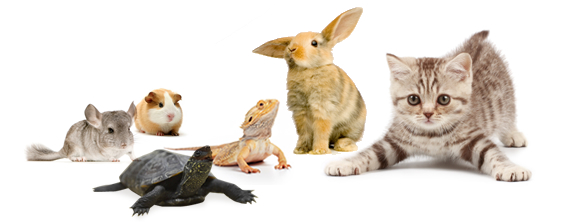 A chinchilla, a hamster, a turtle, a lizard, a rabbit and a cat