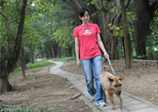 Dog owner walking with a dog