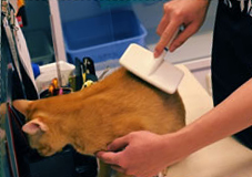 A man brushing his cat's hair A man brushing his cat's hair