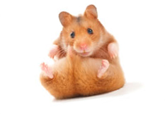 A hamster A hamster