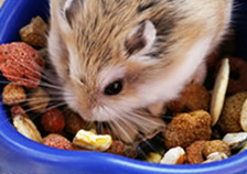 A hamster eating commercial pet food A hamster eating commercial pet food