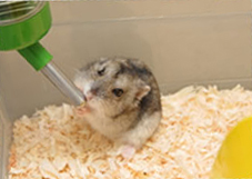 A hamster drinking water A hamster drinking water