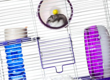A hamster's cage A hamster's cage