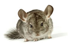 A chinchilla A chinchilla