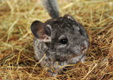 A chinchilla eating grass A chinchilla eating grass