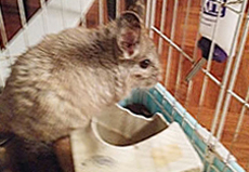 A chinchilla in a cage with water bottle A chinchilla in a cage with water bottle