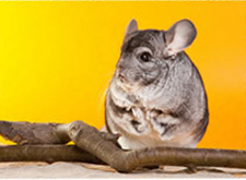 A chinchilla playing with branches A chinchilla playing with branches