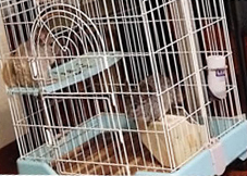 A tall and multi-level cage for chinchillas A tall and multi-level cage for chinchillas