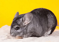 A chinchilla having dust bath A chinchilla having dust bath