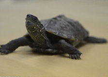 A Reeve's turtle A Reeve's turtle