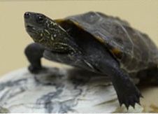 A Reeve's turtle A Reeve's turtle
