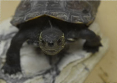 A Reeve's turtle A Reeve's turtle