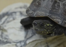 A Reeve's turtle A Reeve's turtle