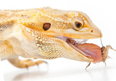 A bearded dragon eating live insect