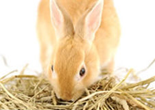A rabbit eating grass