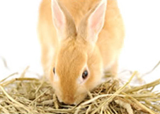 A rabbit eating grass