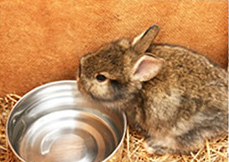 A rabbit drinking water