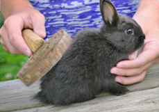 A lady brushing a rabbit with a soft brush