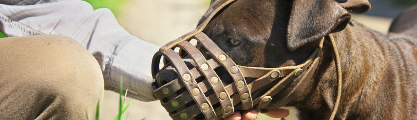 dangerous dog collar