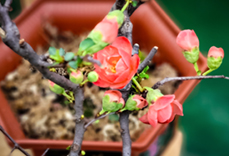 海棠 Begonia 海棠 Begonia