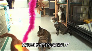 宠爱一生 第八集