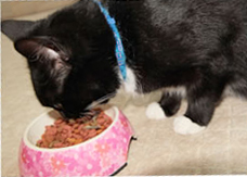 正在进食的猫儿 正在进食的猫儿