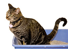 猫儿使用沙盆如厠 猫儿使用沙盆如厠