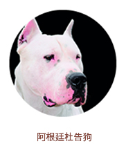 阿根庭杜告狗 阿根廷杜告狗