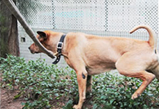 用狗带牵引狗只