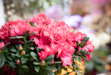 杜鵑花 Azalea
