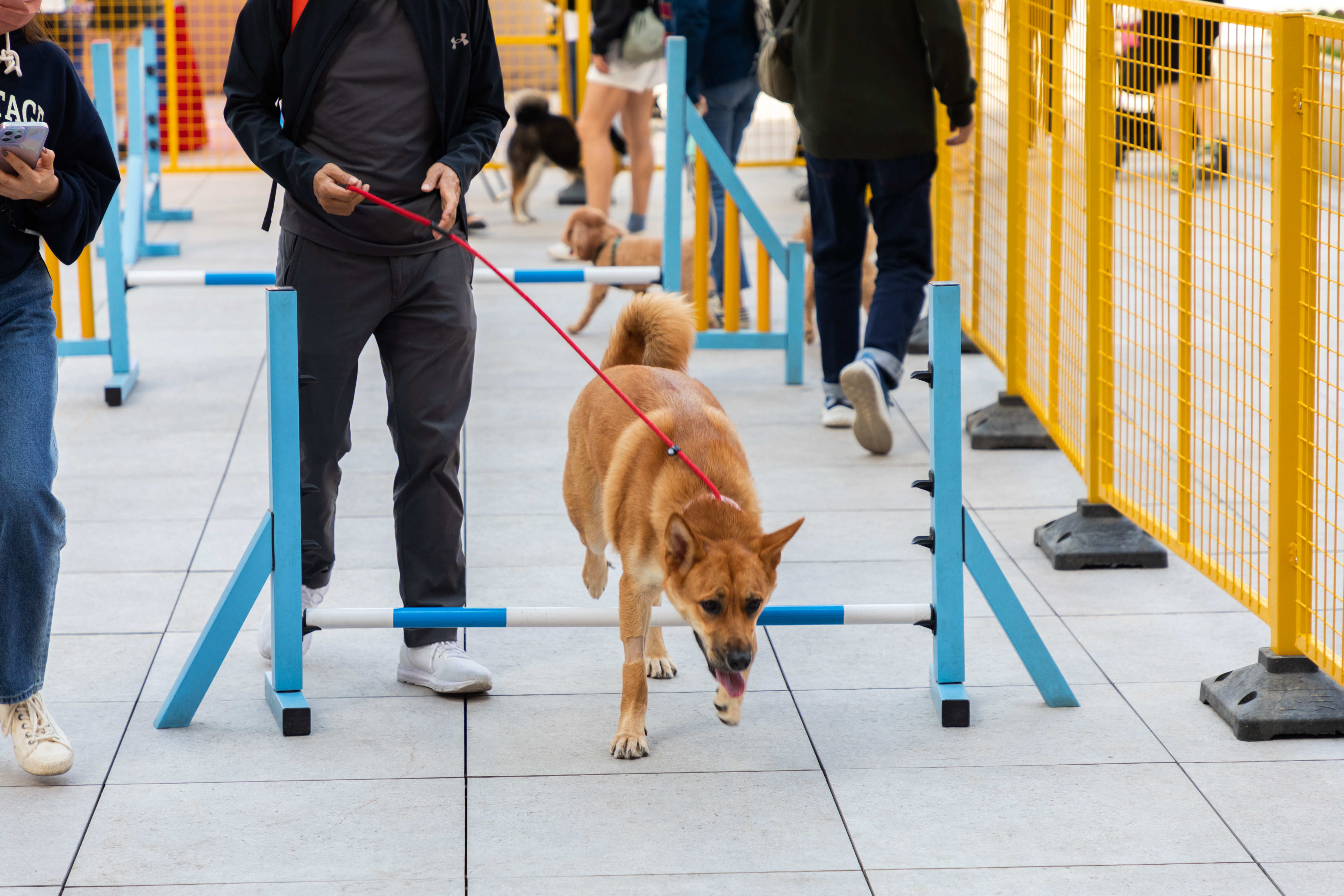 主人引領愛犬在狗狗遊樂場穿越各種專為狗狗而設的障礙設施。