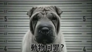 虐待動物 可判罰款及監禁