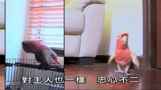 有你寵愛 第六集