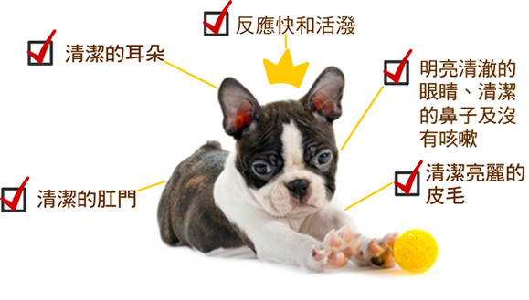 一頭健康的狗隻會有以下特徵：反應快和活潑、有明亮清澈的眼睛、清潔的鼻子及沒有咳嗽、有清潔亮麗的皮毛、有清潔的肛門及有清潔的耳朵