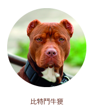 比特鬥牛㹴 比特鬥牛㹴