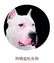 阿根庭杜告狗 阿根庭杜告狗
